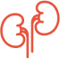 Kidneys Icon